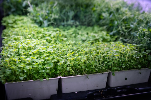 Beautiful green micropods in pots