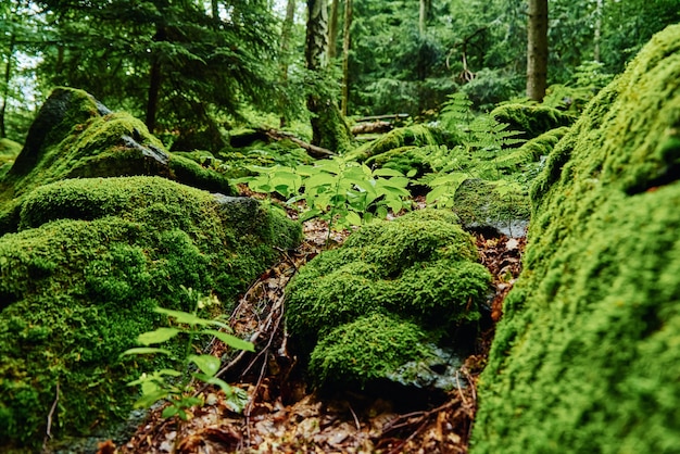 Beautiful green moss on the floor in the forest