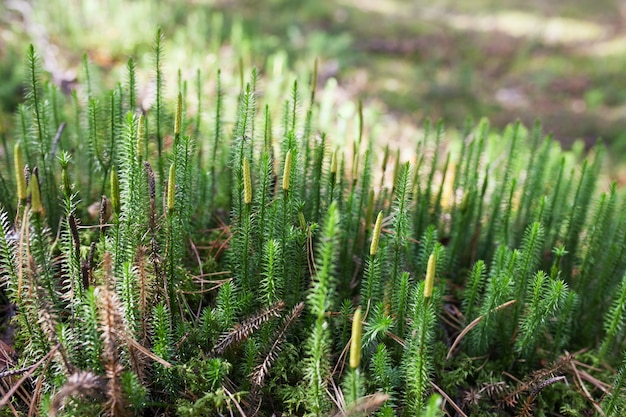 Beautiful green moss in the sunlight, moss closeup, macro. Beautiful background of moss.