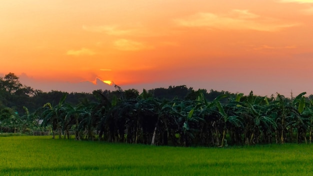 Beautiful green natural picture