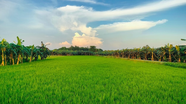 Beautiful green natural picture