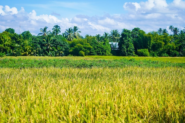 beautiful green paddy plants rice fields nature in Tabanan, Bali premium photo