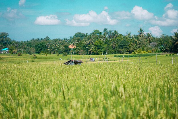 beautiful green paddy plants rice fields nature in Tabanan, Bali premium photo