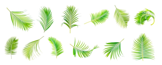 Beautiful green palm leaf isolated on white background with for design elements tropical leaf