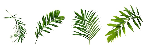 Beautiful green palm leaf isolated on white background with for design elements tropical leaf