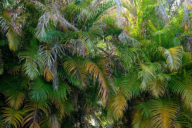 Beautiful green palm tree foliage in tropical forest Summer rainforest background