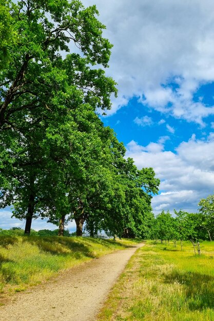 Beautiful green park and large trees for walking