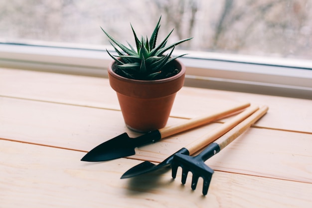 beautiful green plant and tools for working in the garden tools and a pot lie on a dark wooden background