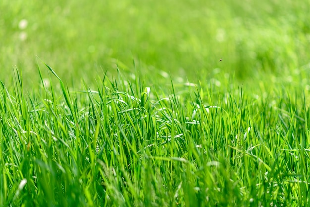 Beautiful green plants in the garden.