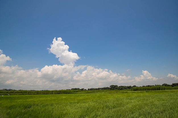 Beautiful Green rice fields with contrasting Cloudy skies