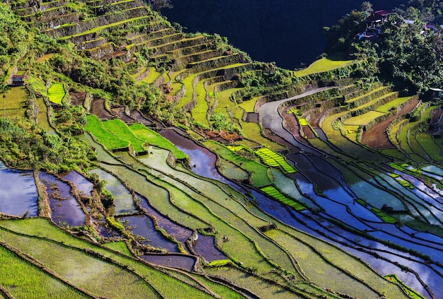 Beautiful Green Rice terraces in the Philippines. Rice cultivation in the Luzon island.