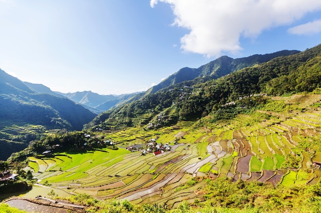 Beautiful Green Rice terraces in the Philippines. Rice cultivation in the Luzon island.