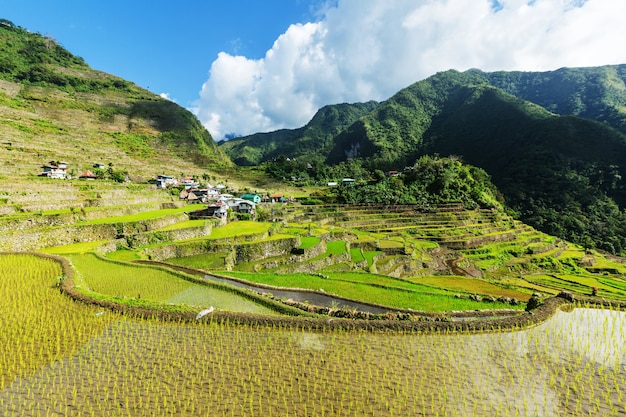 Beautiful Green Rice terraces in the Philippines. Rice cultivation in the Luzon island.