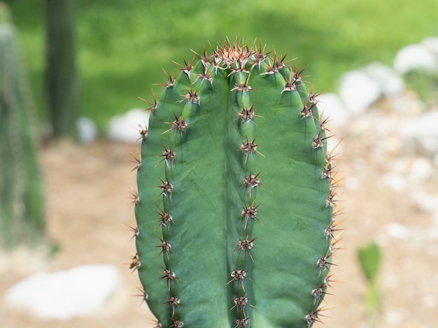 Beautiful green succulents cactus in desert botanical garden.