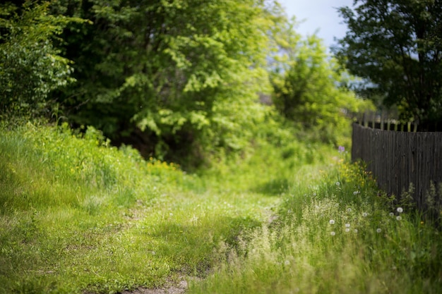 Beautiful green summer forest Spring background backdrop