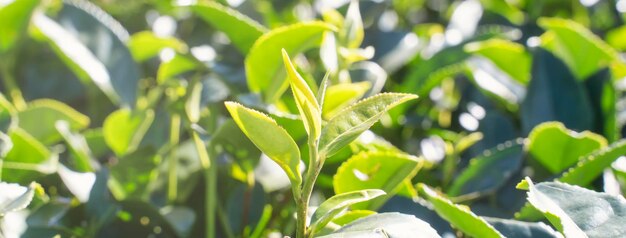 Beautiful green tea crop garden rows scene with blue sky and cloud design concept for the fresh tea product background copy space