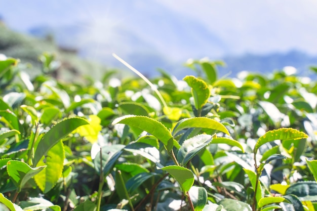 Beautiful green tea crop leaf in the morning with sun flare sunlight, fresh sprout on the tree plant design concept, close up, macro.