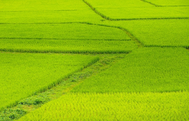 Beautiful Green Terraced Rice Field