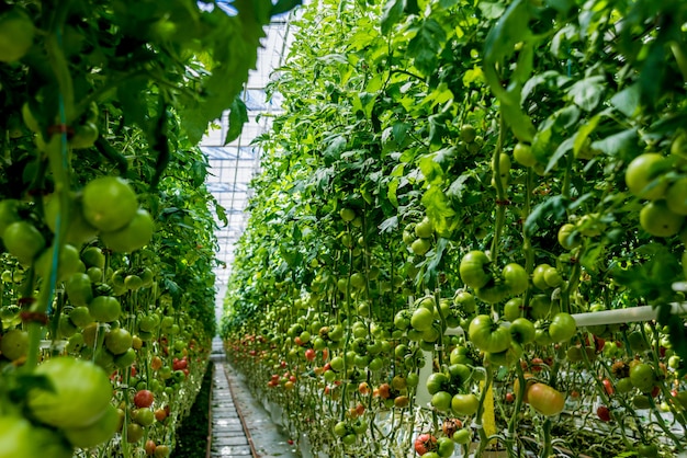 Beautiful green tomatoes grown in a greenhouse.