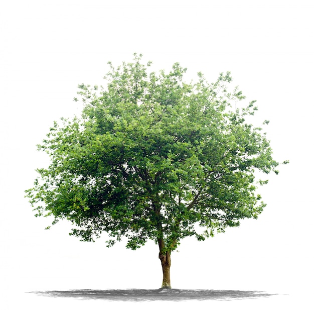  Beautiful green tree isolated on white