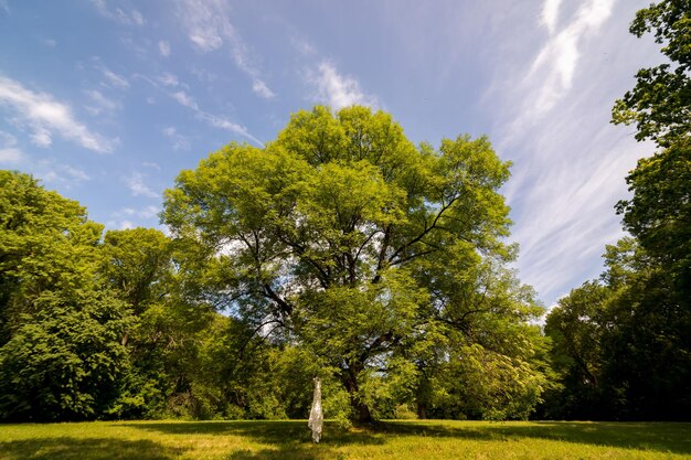 Beautiful green tree on landscapes Summet tree on green field and blue sky