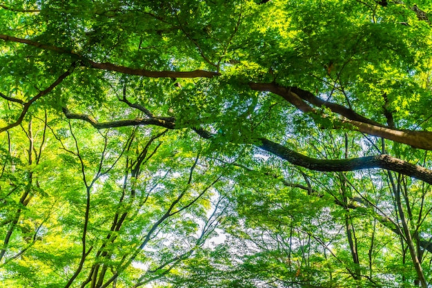 Beautiful green tree and leaf in the forest with sun