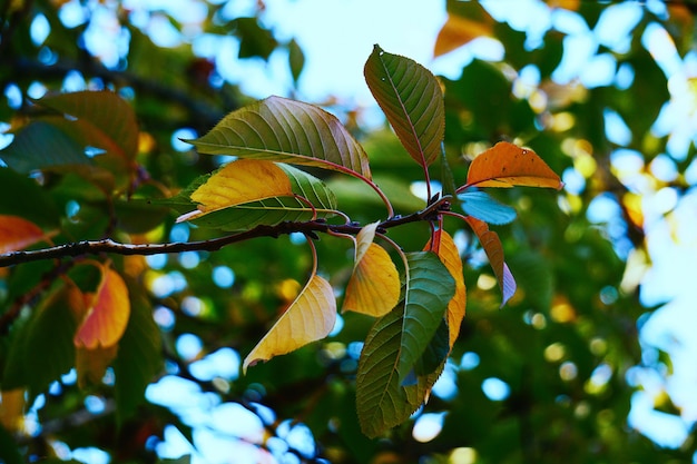 the beautiful green tree leaves in the nature