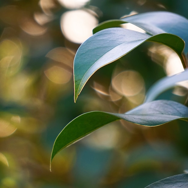 the beautiful green tree leaves in the nature