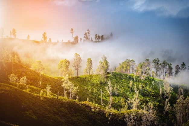 Beautiful green trees on mountain with fog in the morning.