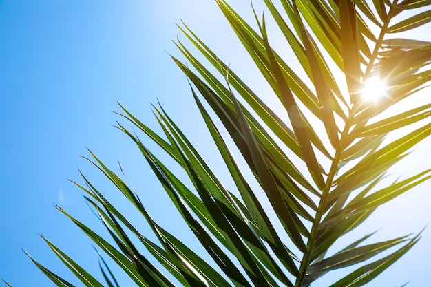 Beautiful green tropical leaf against blue sky closeup