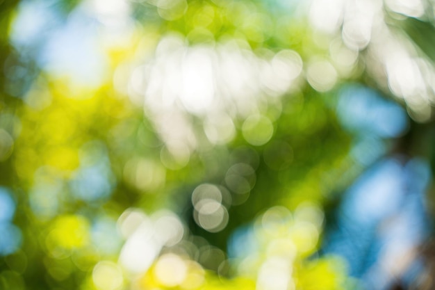 Beautiful green vibrant natural bokeh abstract background Defocused leaves of old trees and soft sunset sunlight through branches