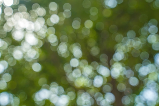 Beautiful green vibrant natural bokeh abstract background Defocused leaves of old trees and soft sunset sunlight through branches