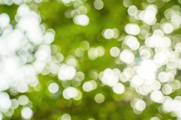 Beautiful green vibrant natural bokeh abstract background Defocused leaves of old trees and soft sunset sunlight through branches