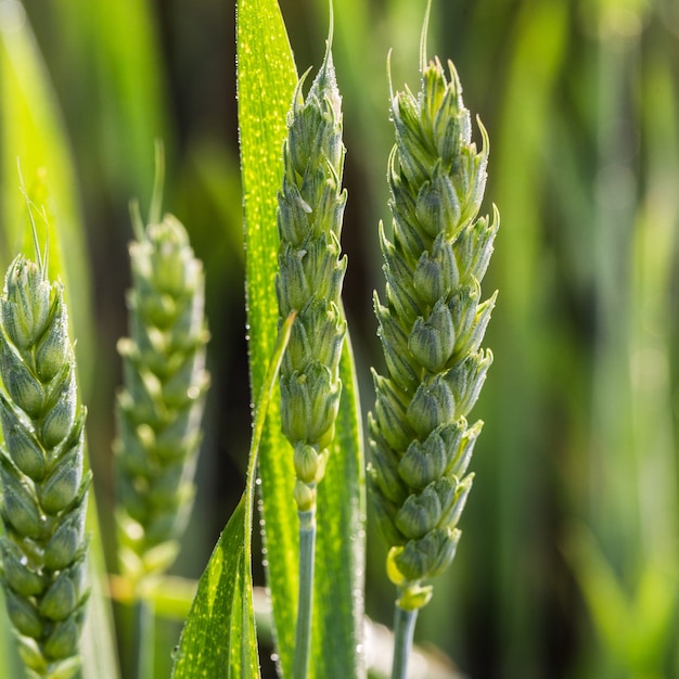 Beautiful green wheat field. Agriculture.