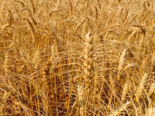 Beautiful green wheat field background