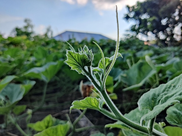 A beautiful green young leaves of the bottle gourd or pumpkin plant