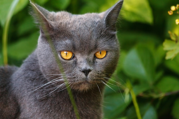 Beautiful grey British Shorthair cat sitting in the grass in summer garden