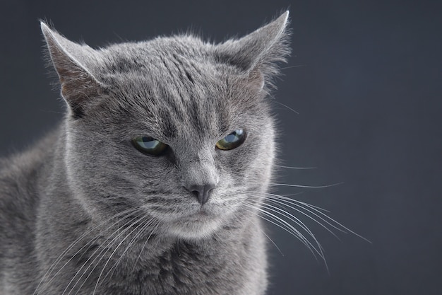 beautiful grey cat on dark background. pet mammal animal predator