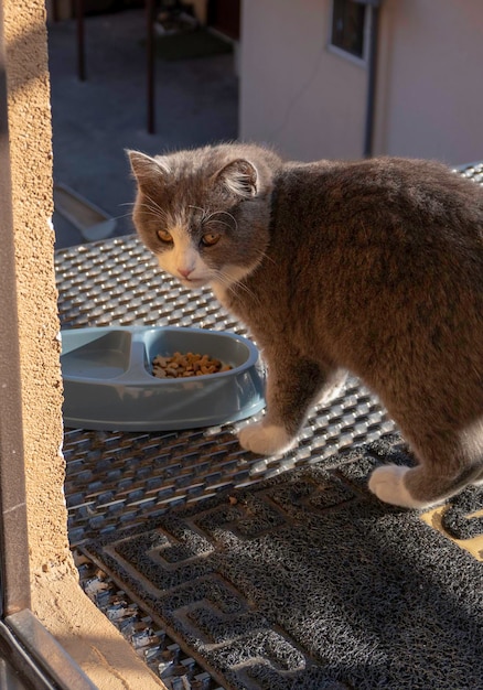 Beautiful grey cat in front of the door