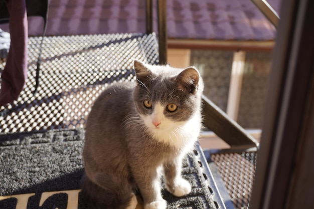 Beautiful grey cat in front of the door