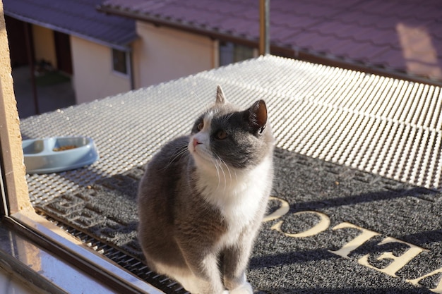 Beautiful grey cat on the roof of the house