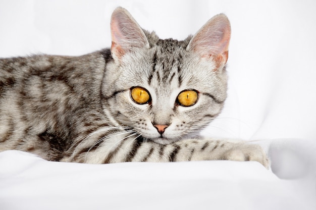 Beautiful grey cat with large eyes lying on the floor