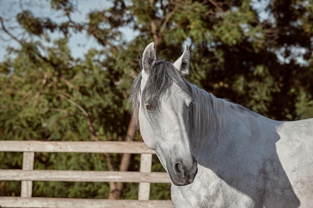 Beautiful grey horse in white apple closeup of muzzle cute look mane background of running field cor...