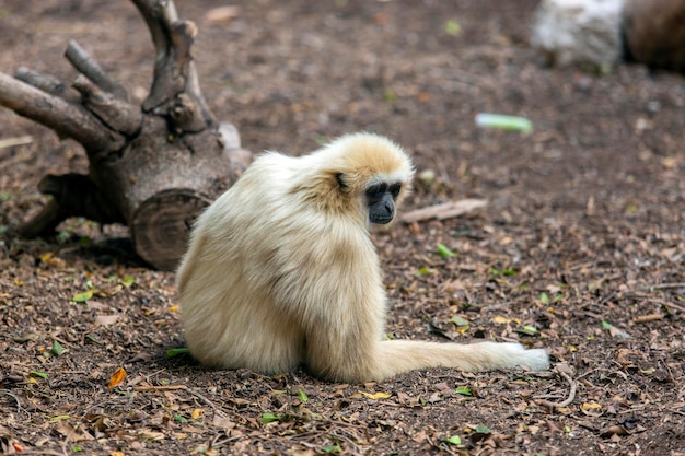 Beautiful Grey Langur Monkey lying on the ground