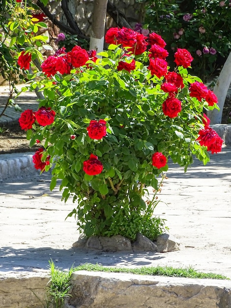 Beautiful growing roses on the street