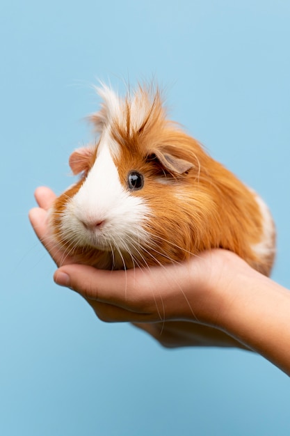 Beautiful guinea pig pet portrait