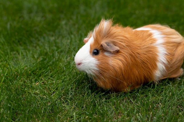 Beautiful guinea pig pet portrait