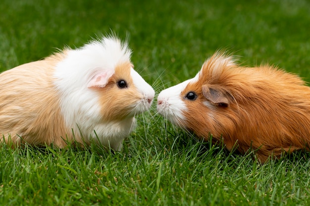 Beautiful guinea pig pet portrait