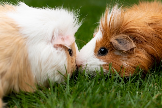 Beautiful guinea pig pet portrait