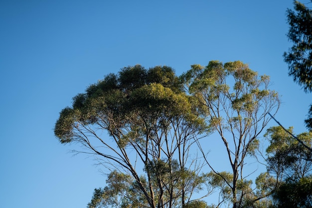 Photo beautiful gum trees and shrubs in the australian bush forest gumtrees and native plants growing in australia in spring